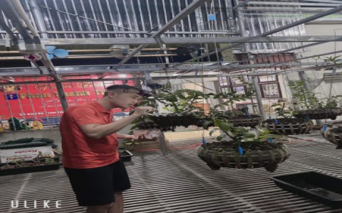 NGHỆ NHÂN TRỒNG LAN PHAN THANH TÙNG: “CHƠI LAN CHÍNH LÀ TU ĐỨC CỦA CHÍNH MÌNH”